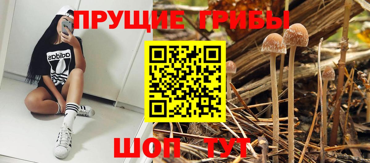 Псилоцибиновые грибы Psilocybine cubensis Воркута
